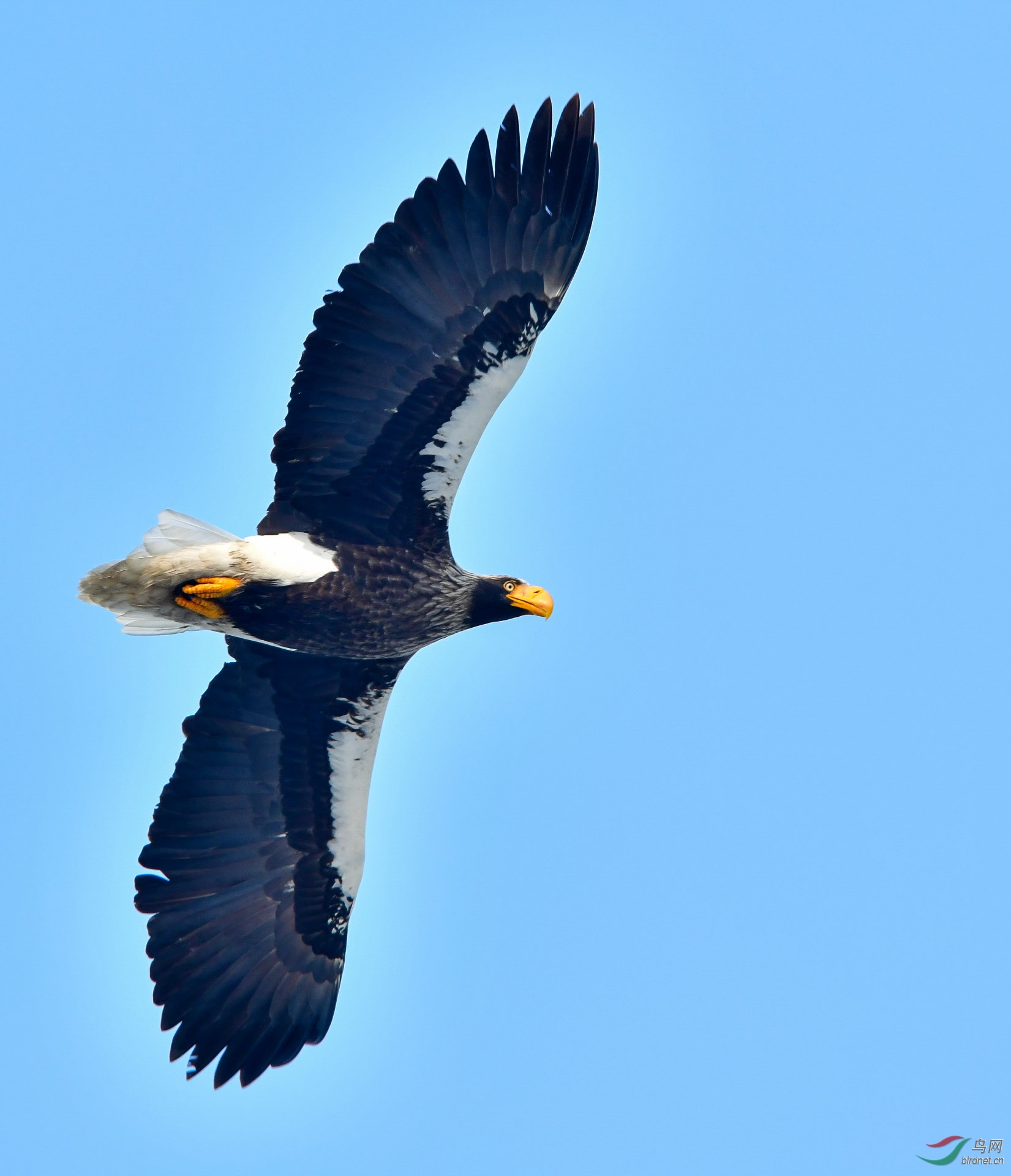 翱翔蓝天!(怀念一年前的今天)