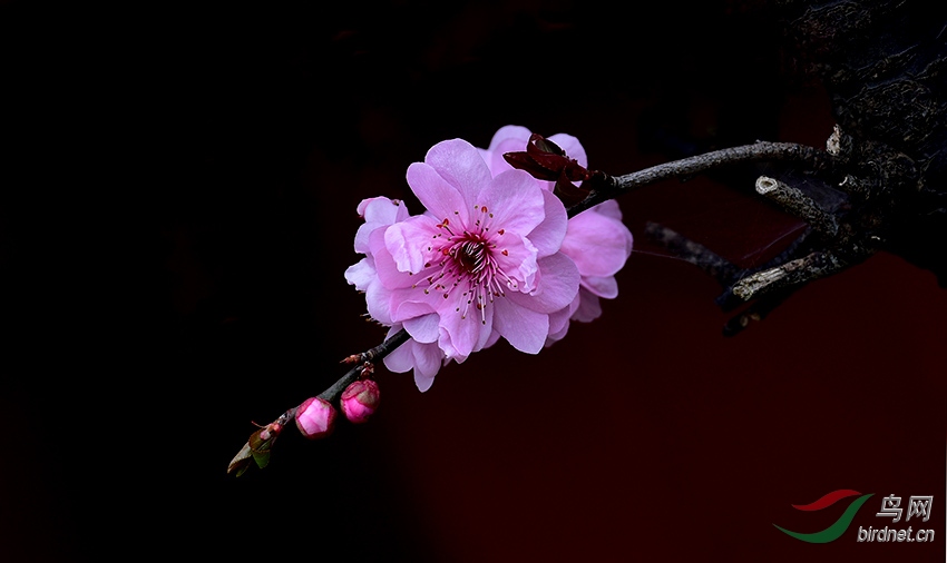 DSC_4496.jpg
