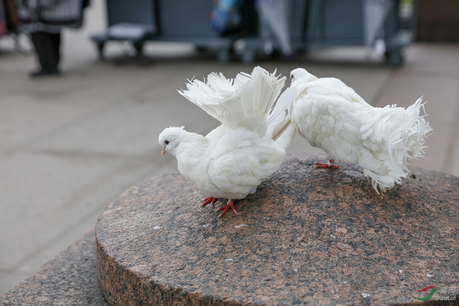 西伯利亚的孔雀鸽