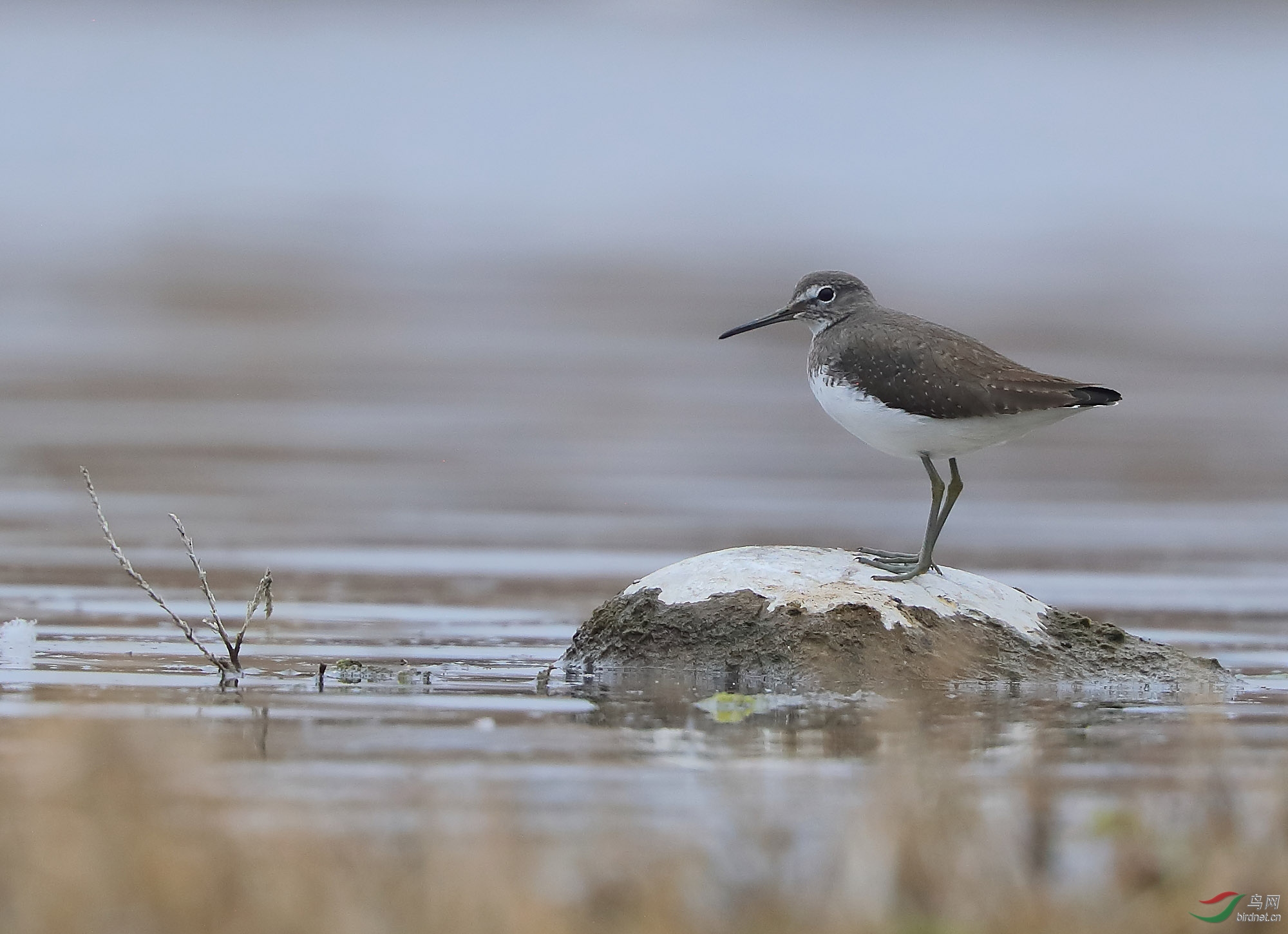 伫石而立白腰草鹬
