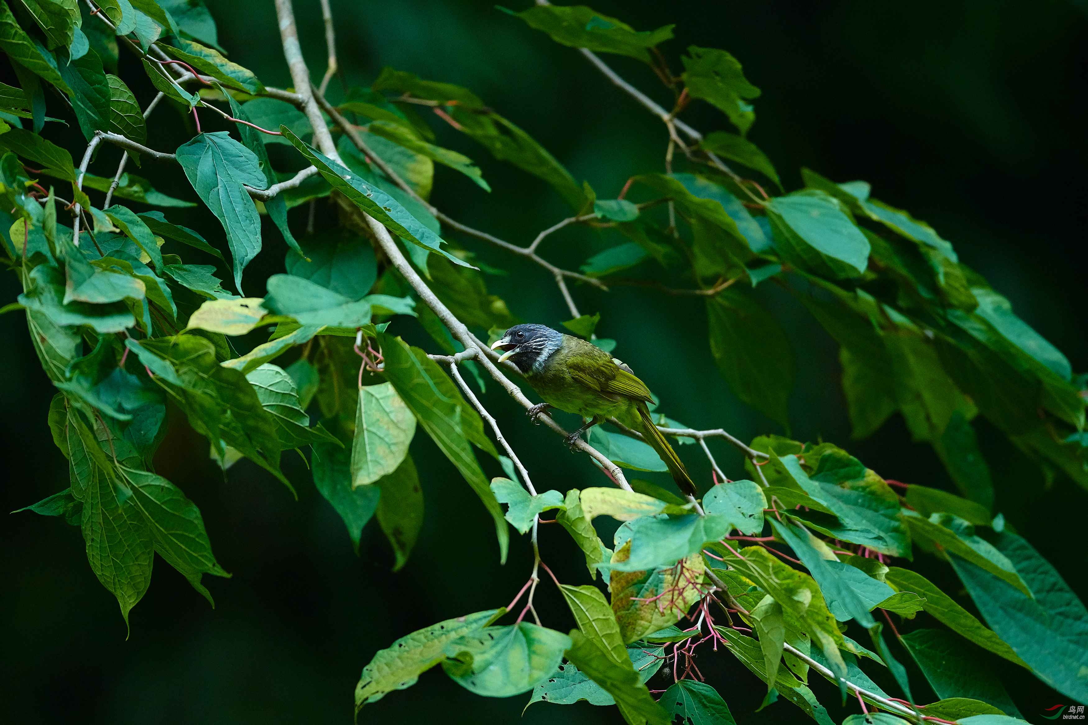 DSC_7981.jpg
