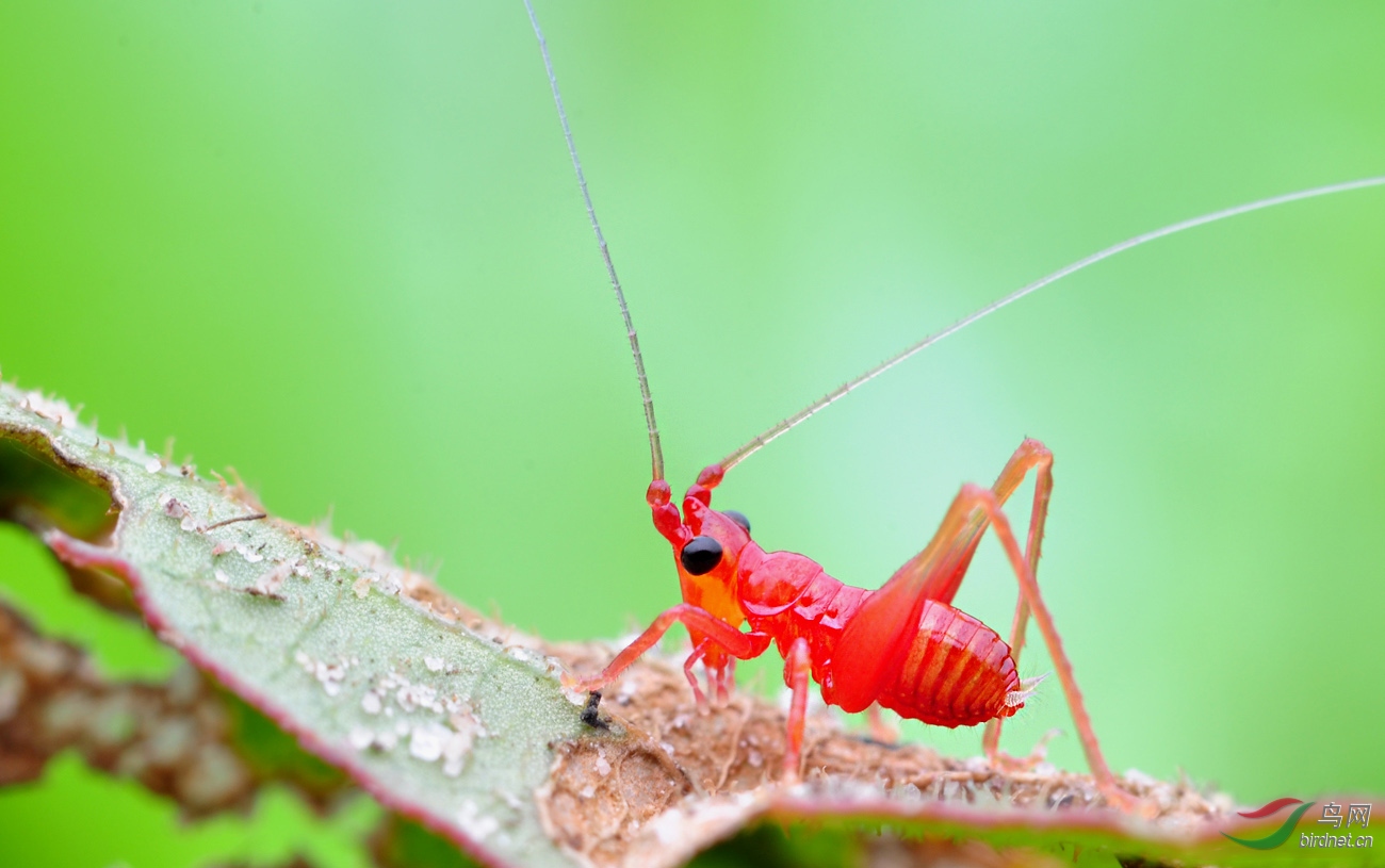 几年前拍的某种螽斯幼虫