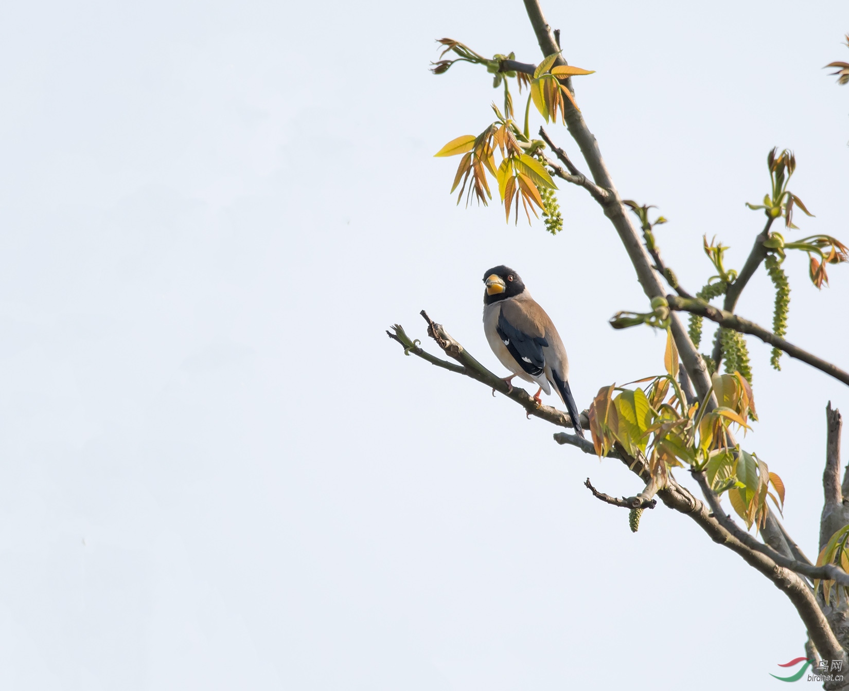 DSC_4216.jpg