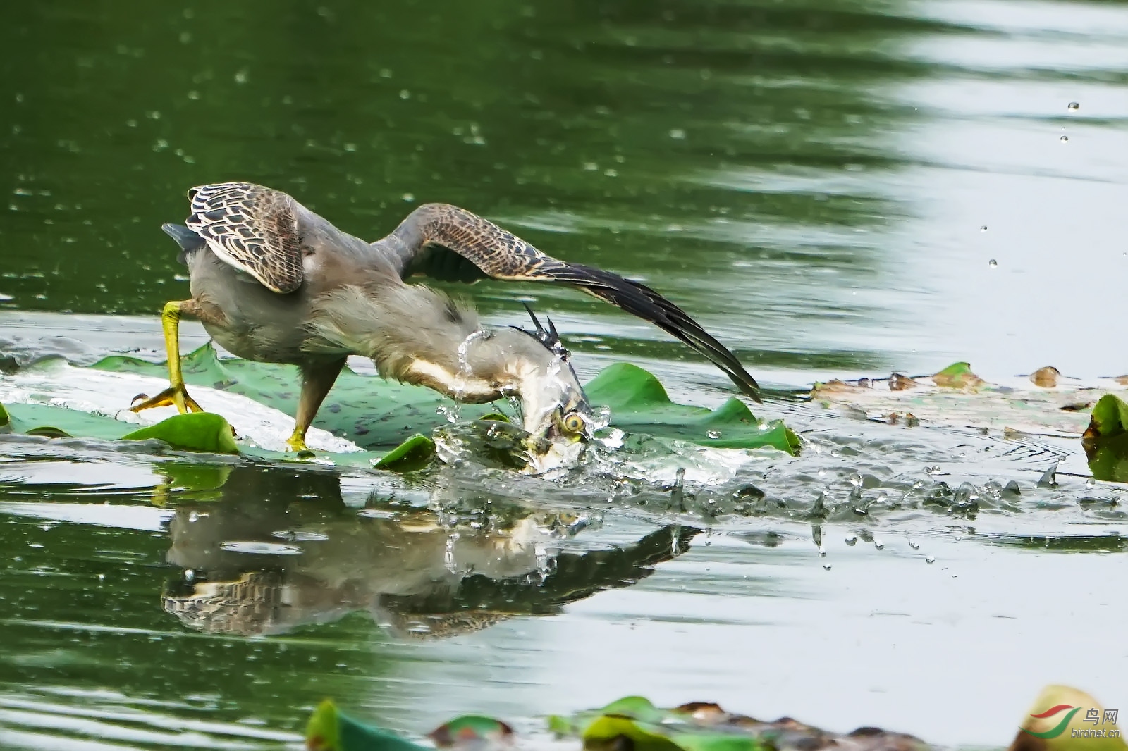 绿鹭抓鱼