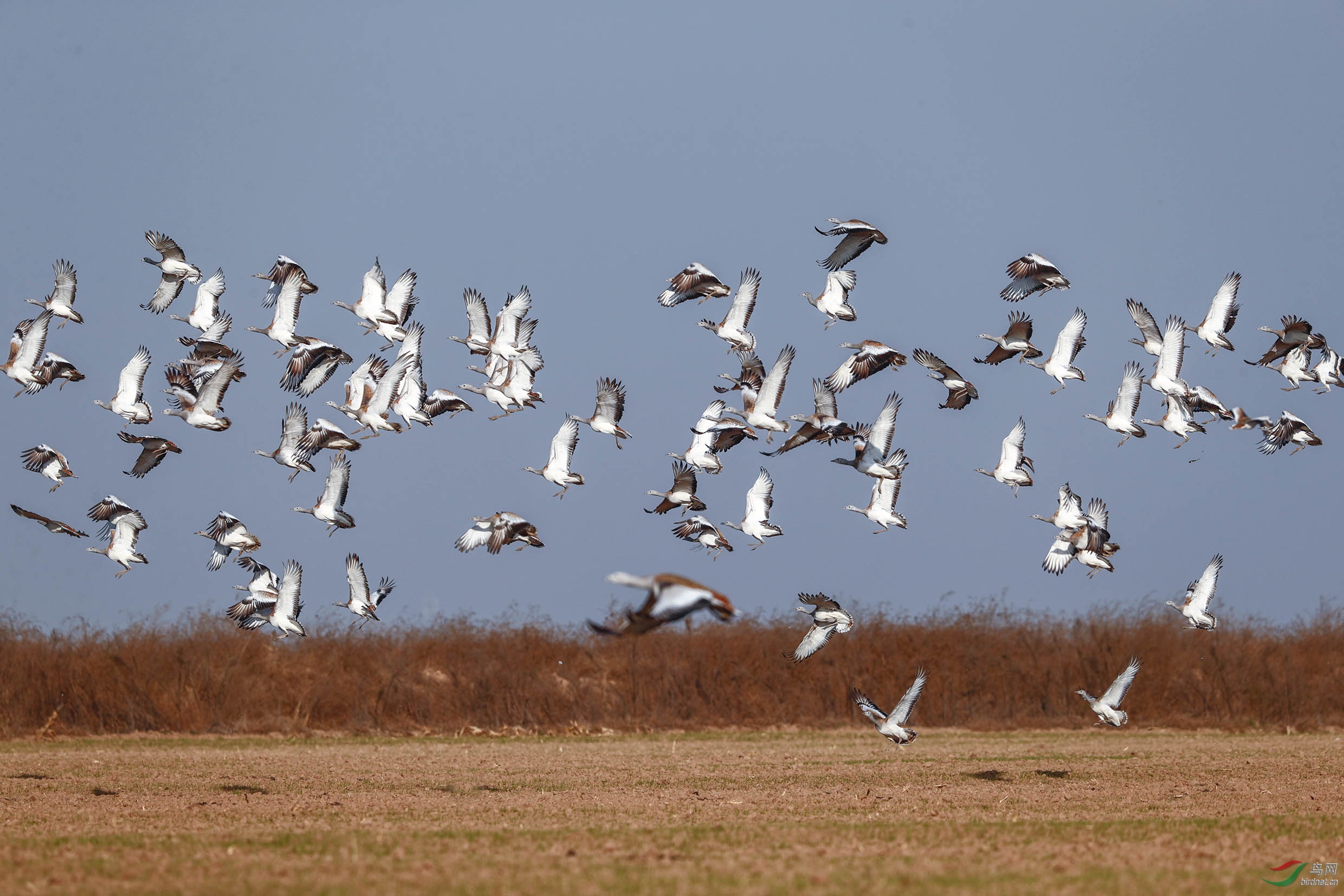 ������ (126)x.jpg