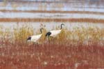 1 (1).JPG