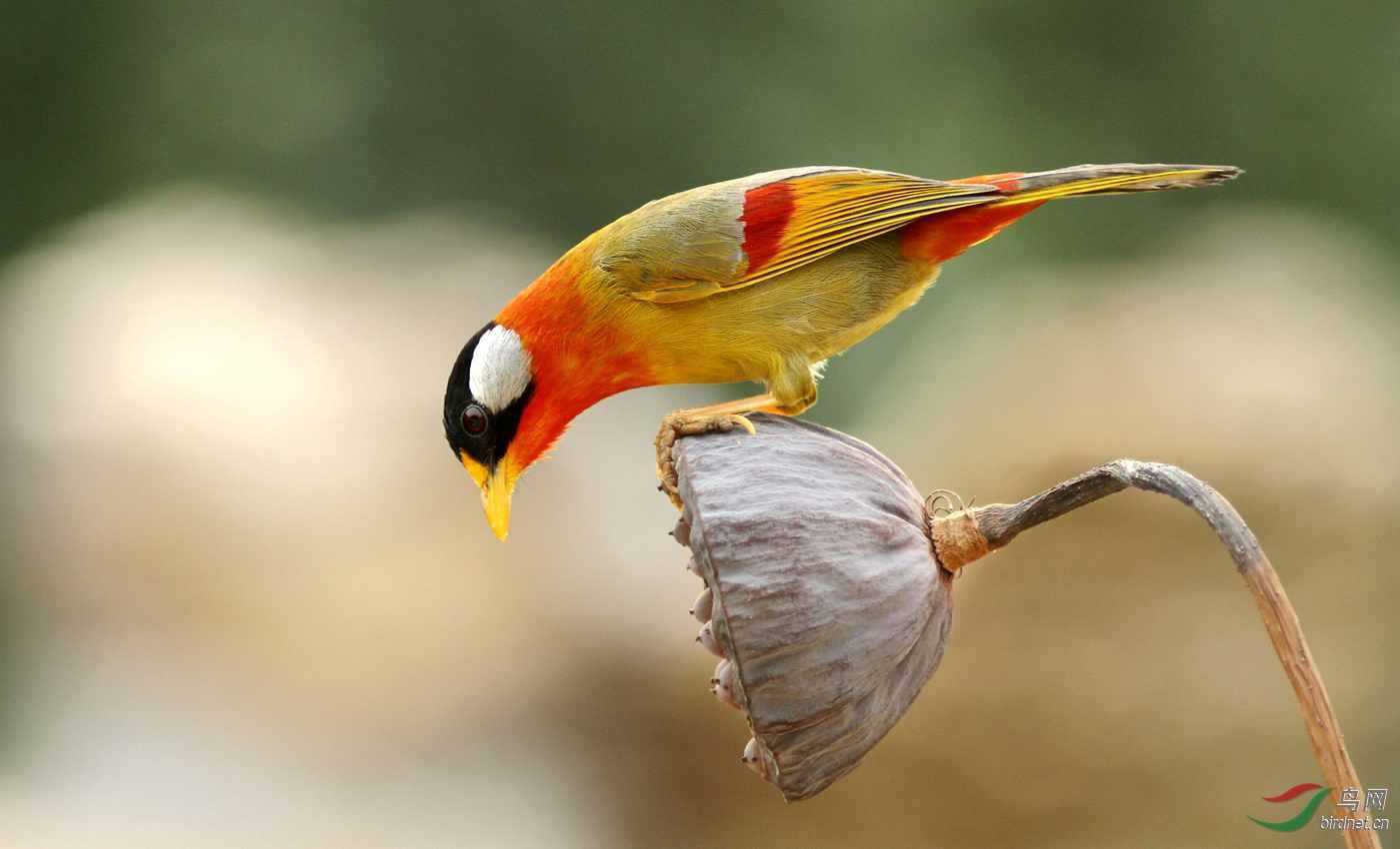 IMG_2681_����_����_����_���� (1).jpg