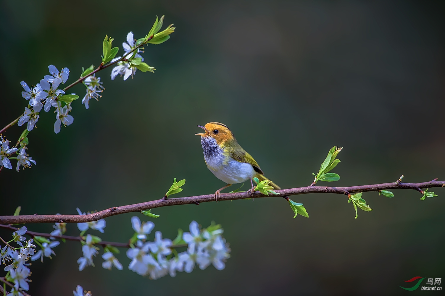 春天来了!(棕脸鹟莺)