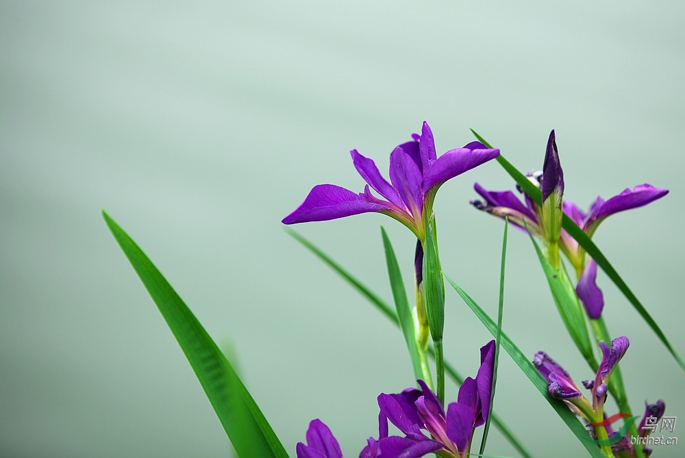 免推免顶免分贴6