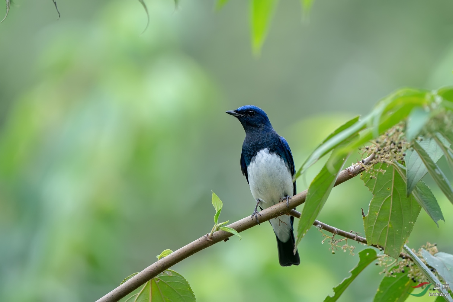 A9D00571a.jpg