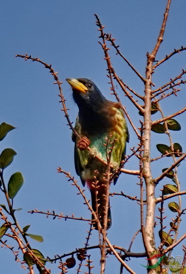 大擬啄木鳥