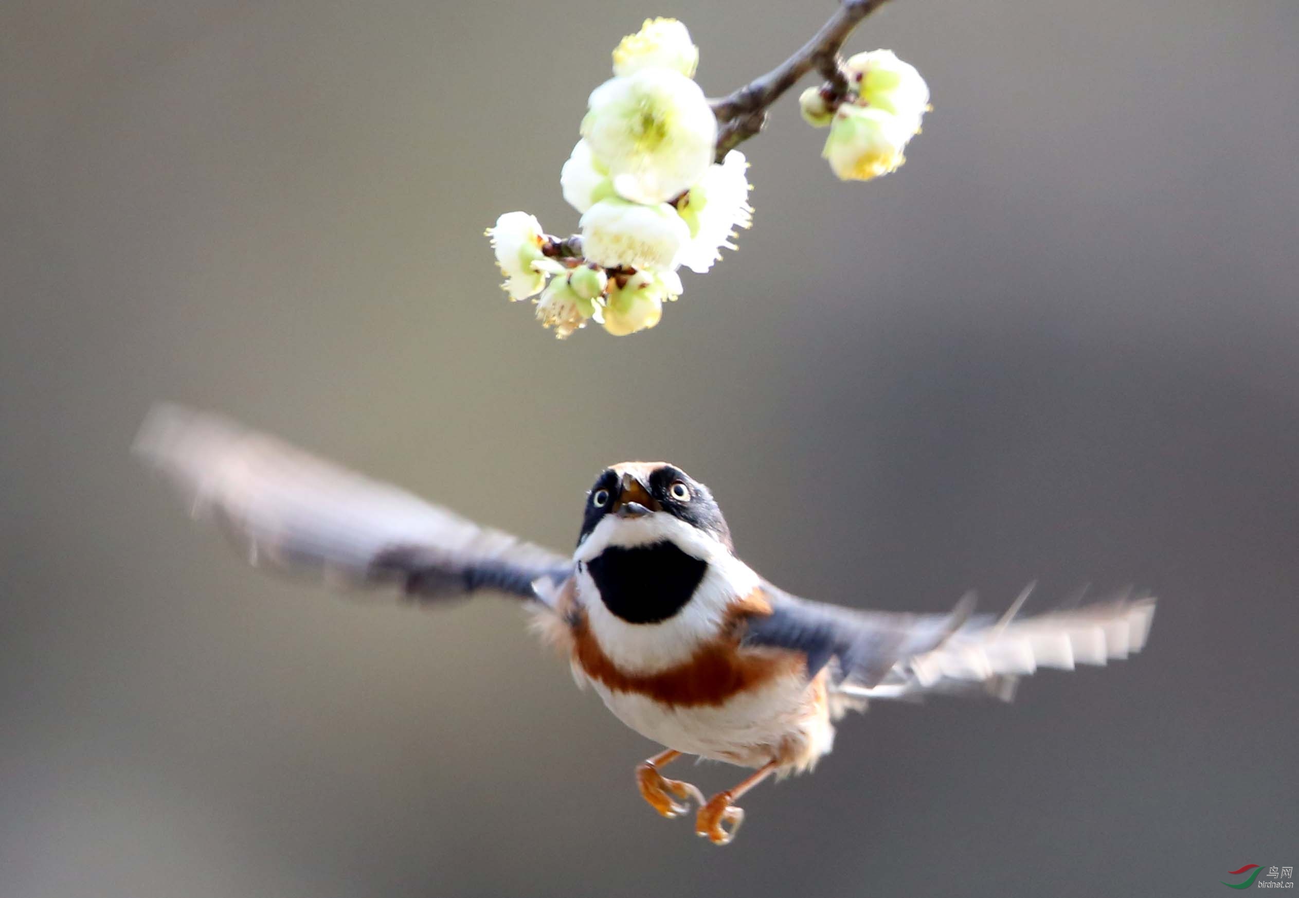 ��ͷ��βɽȸ