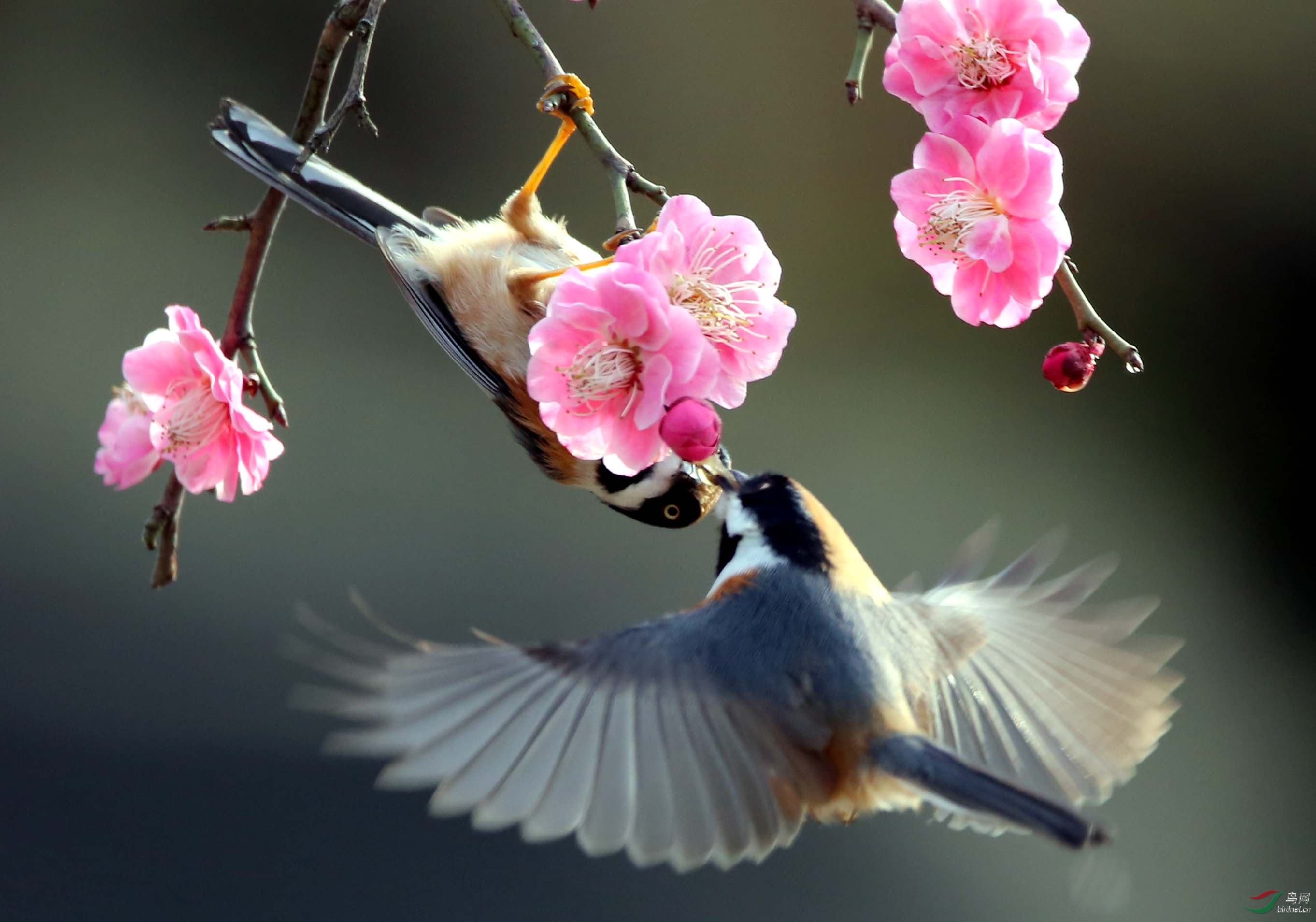 ��ͷ��βɽȸ