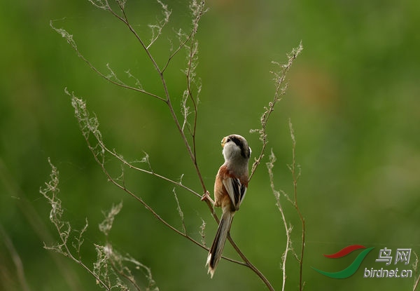 DSC_3731_����.jpg
