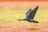 1 (57).JPG
