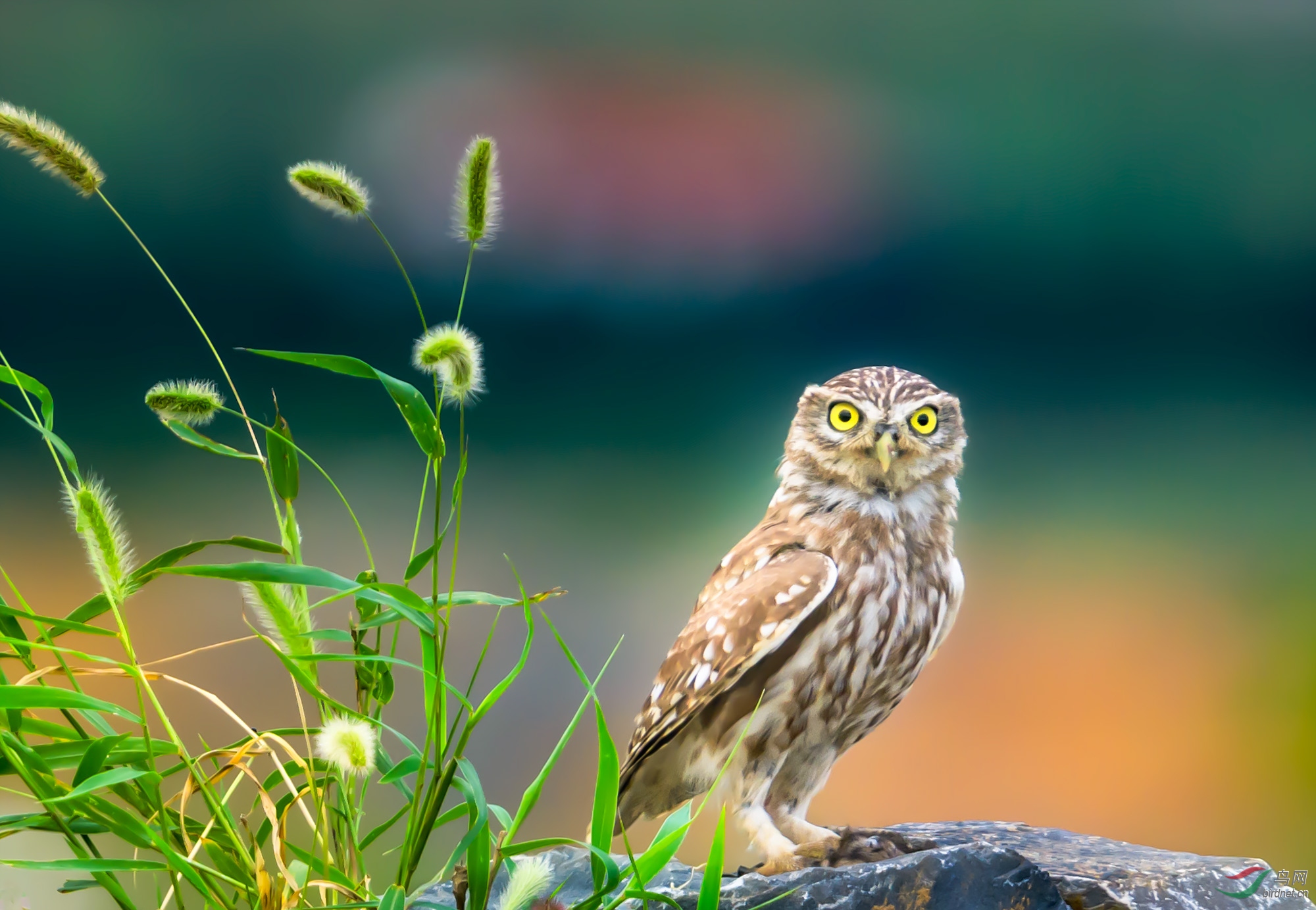 ���Ƹ�С�^