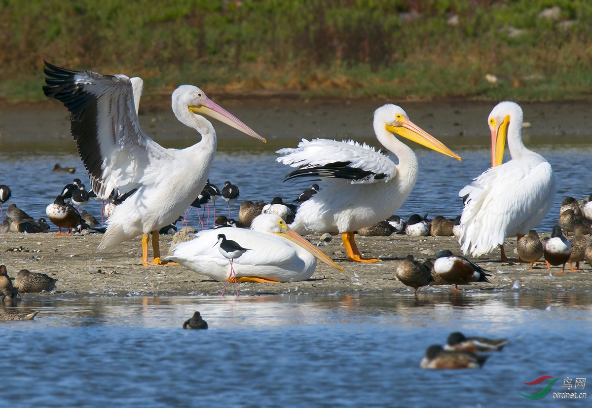 DSC_9599b2.jpg