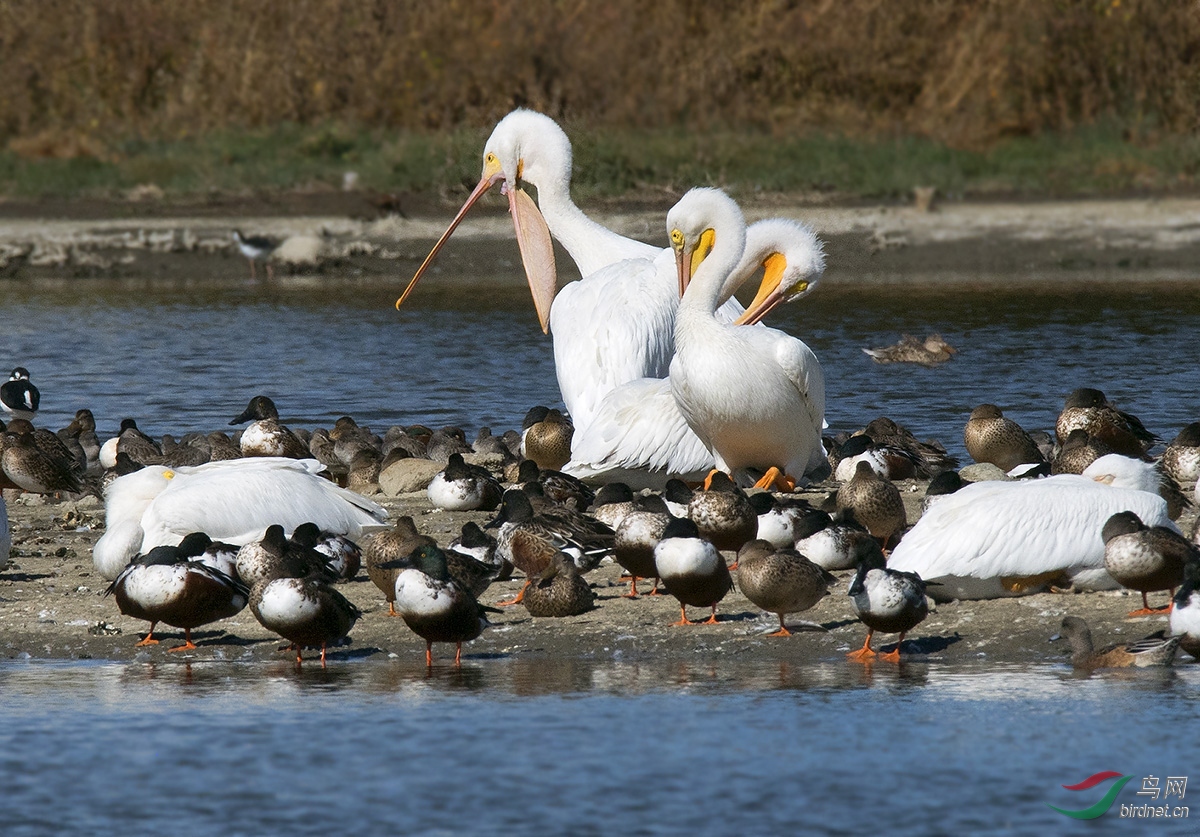 DSC_9619b.jpg