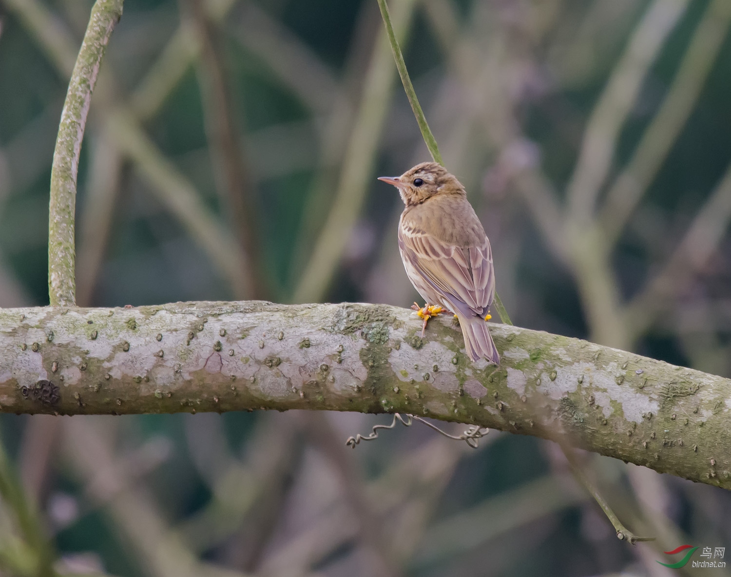 �ɻ���С��