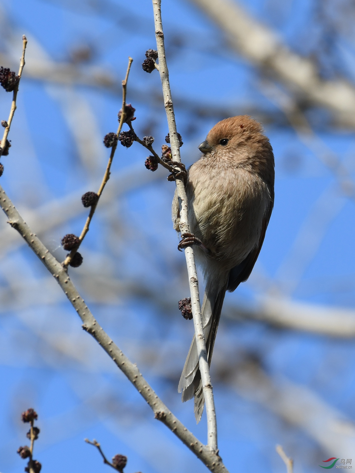 ������Ӱ 135����.jpg