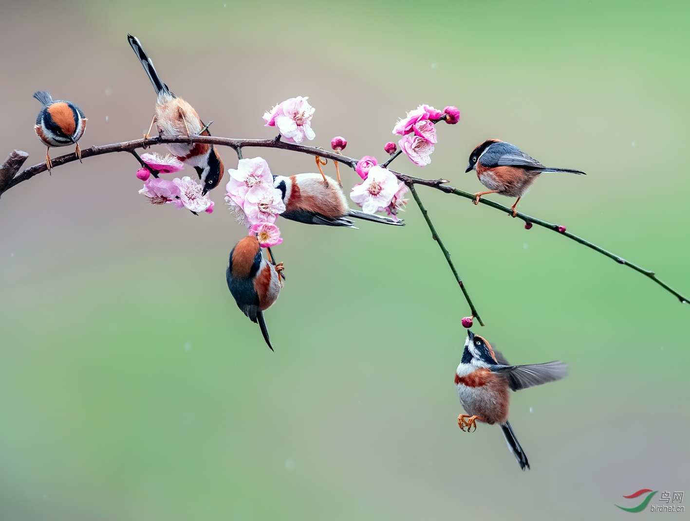 形态各异花鸟图