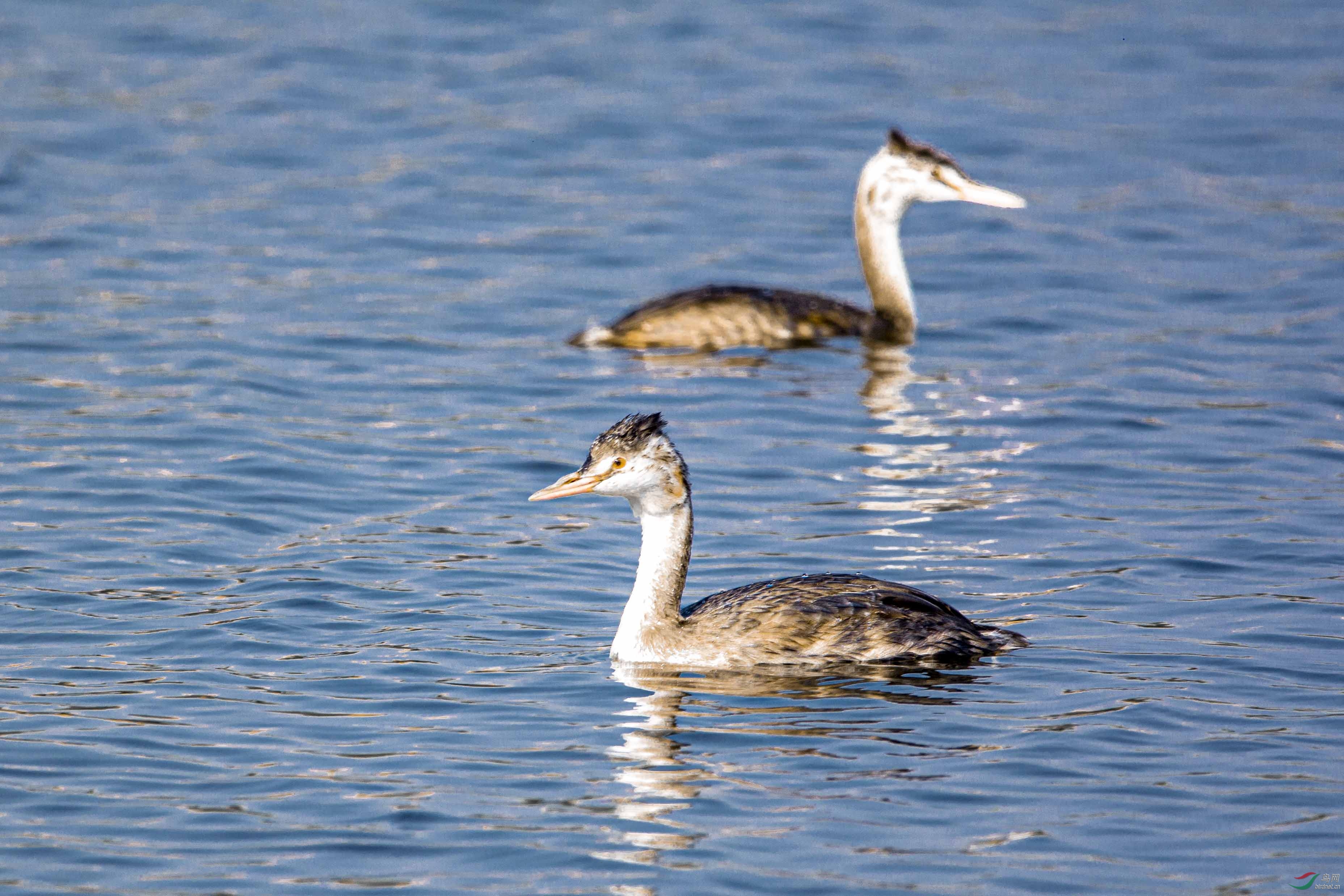 一岁了凤头鸊鷉