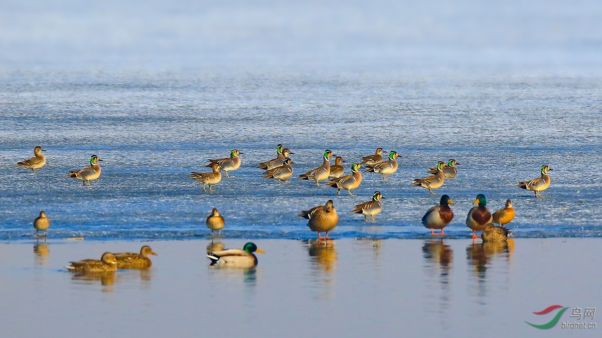 �����Ļ���Ѽ