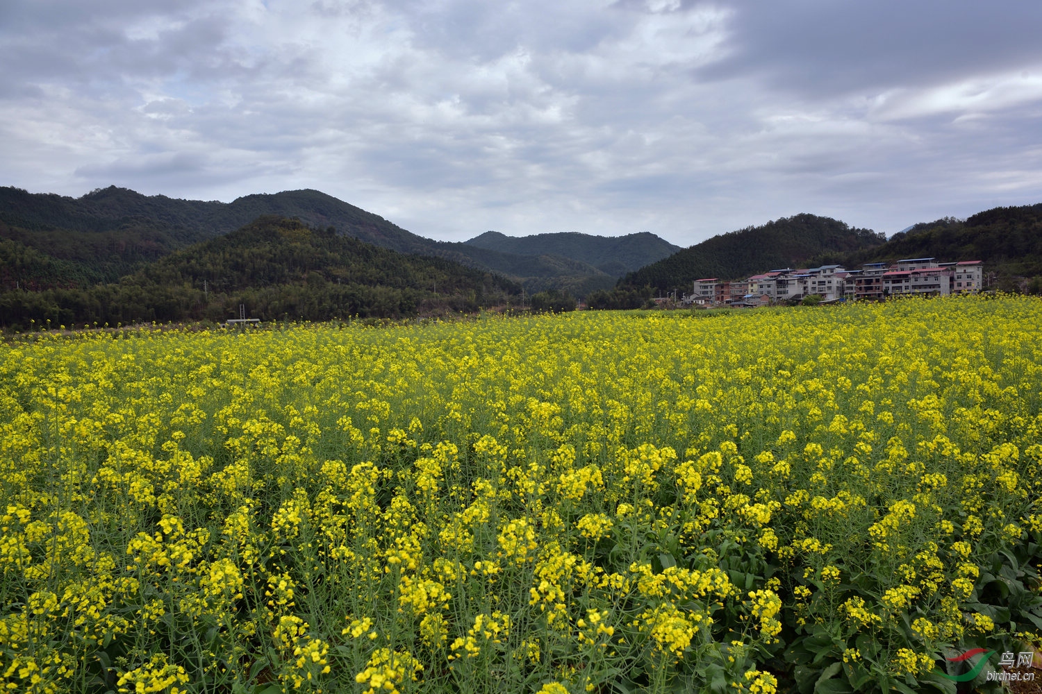 福州梁厝油菜花图片