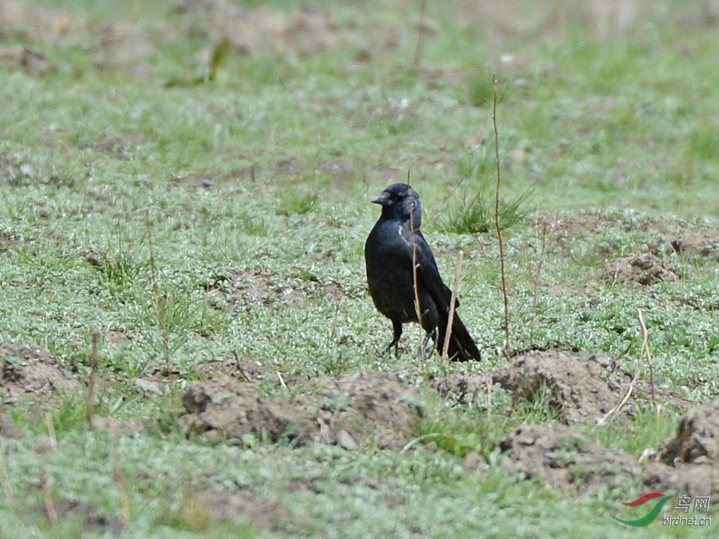 DSC_49181.jpg