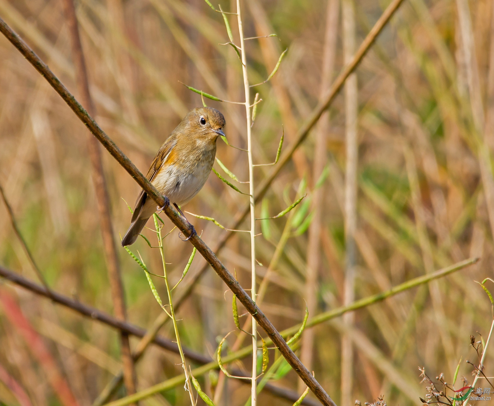 DSC_3749.jpg