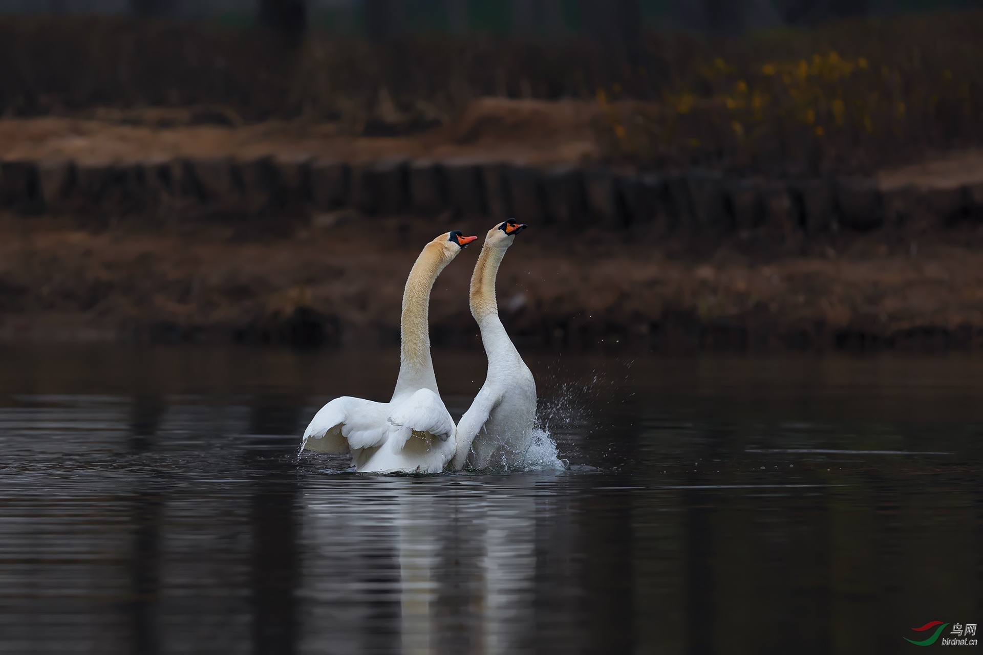 _V5I4746-�ָ���.jpg