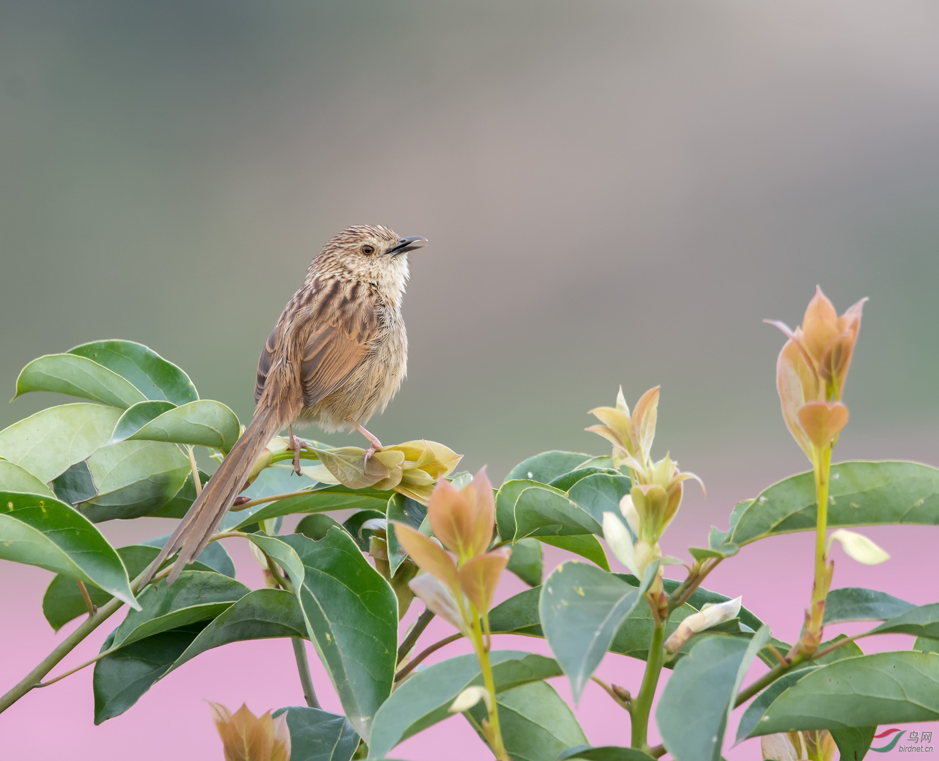 DSC_4440.jpg