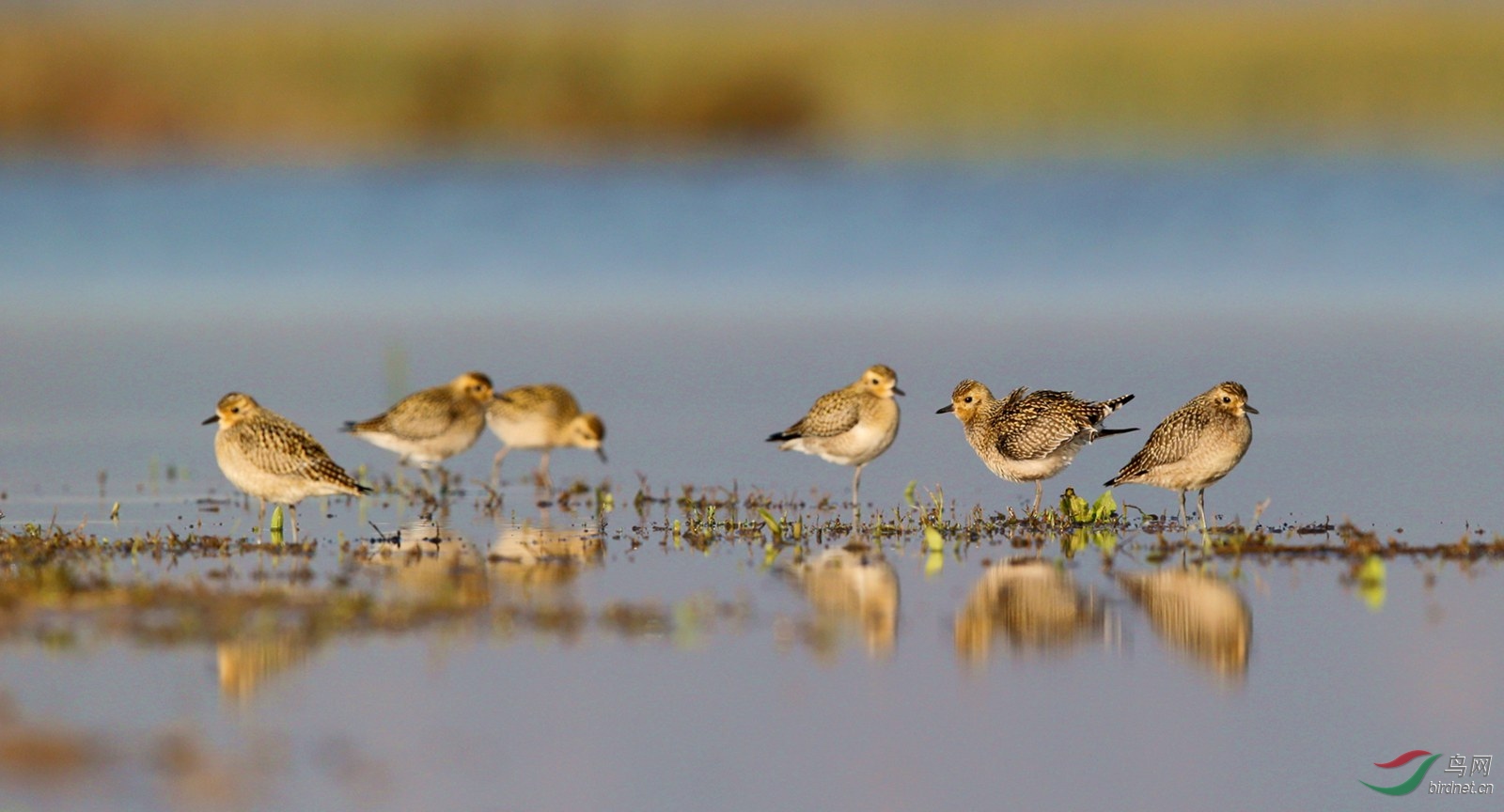 DJ4W9670����a.JPG