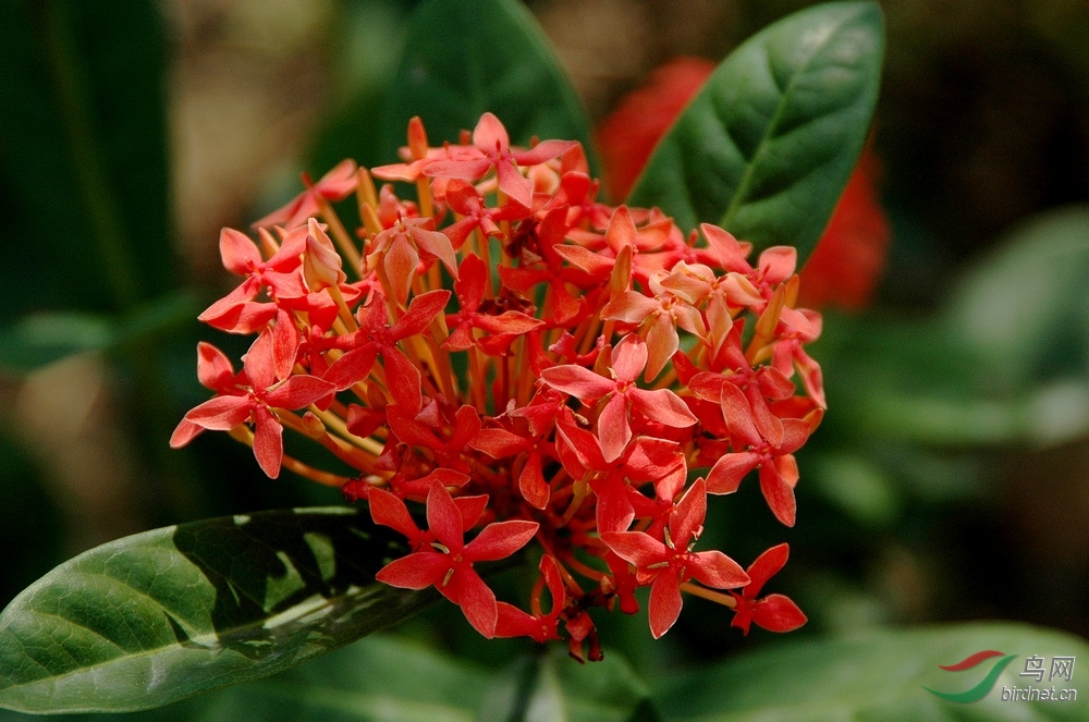 免推免顶免分贴4