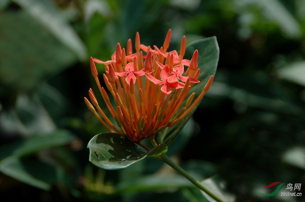 免推免顶免分贴4