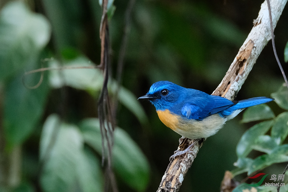 马来蓝仙鹟 malaysian blue-flycatcher - xianlim77的相册 鸟网