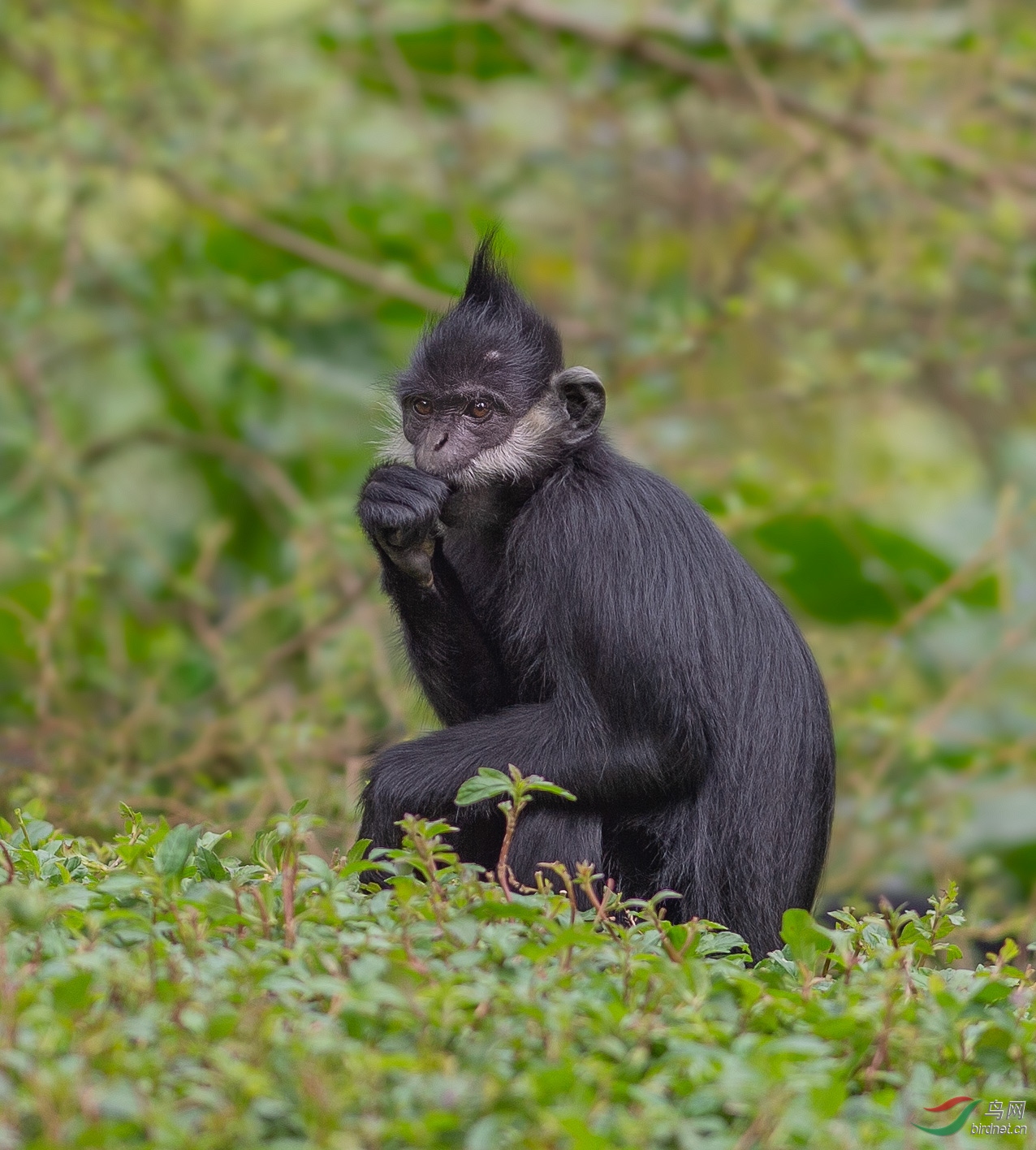 黑叶猴(国宝一级)