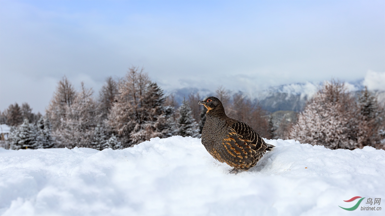 �ƺ�����