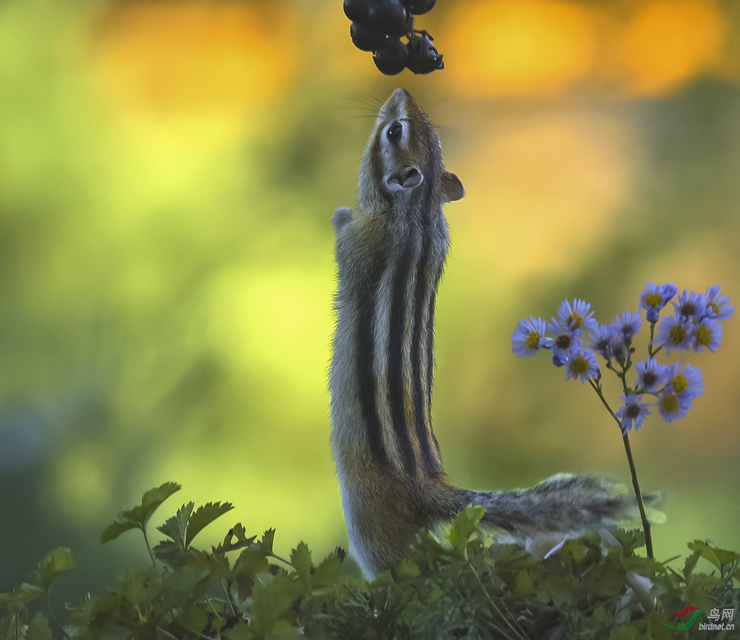 ��ϼӳ������