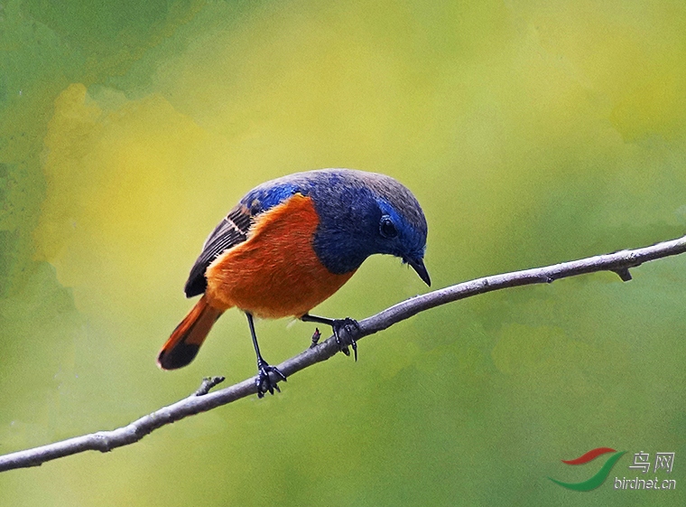 南方耒沪客鸟,广受上海鸟友喜爱.蓝额红尾鶋