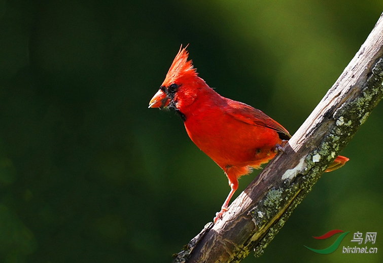迟到的爱北美红鸟