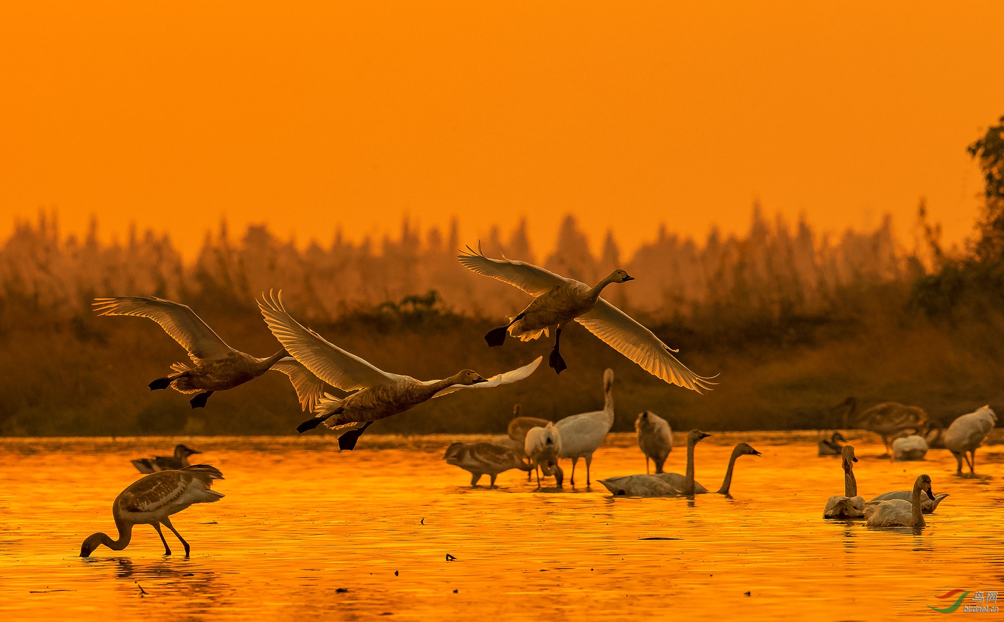 乐园——小天鹅