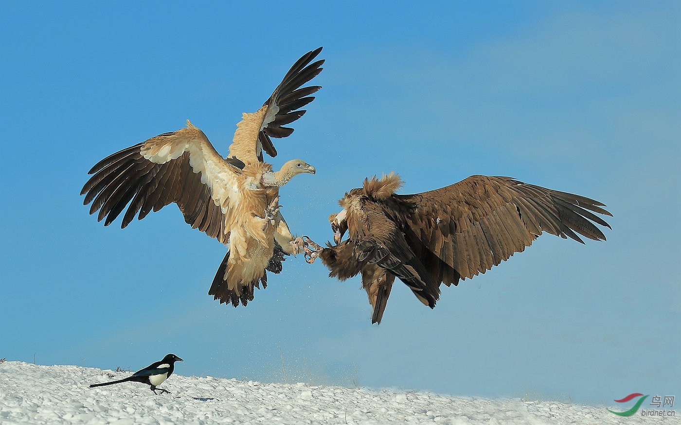 争锋兀鹫与秃鹫祝贺荣获首页鸟类精华