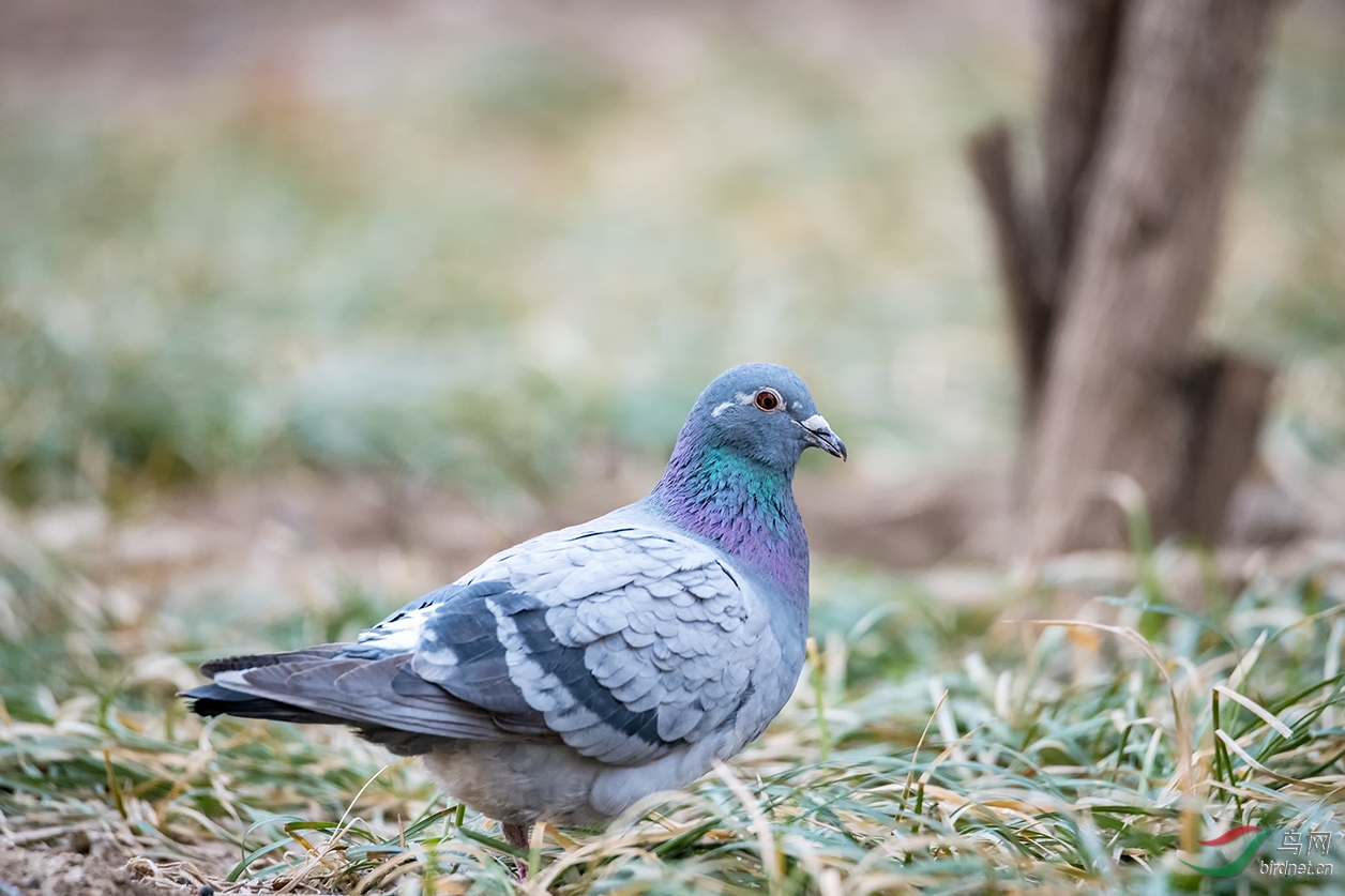 北京朝阳区望湖林地拍摄,请问是什么鸟?是什么品种的鸽子吗?谢谢了!