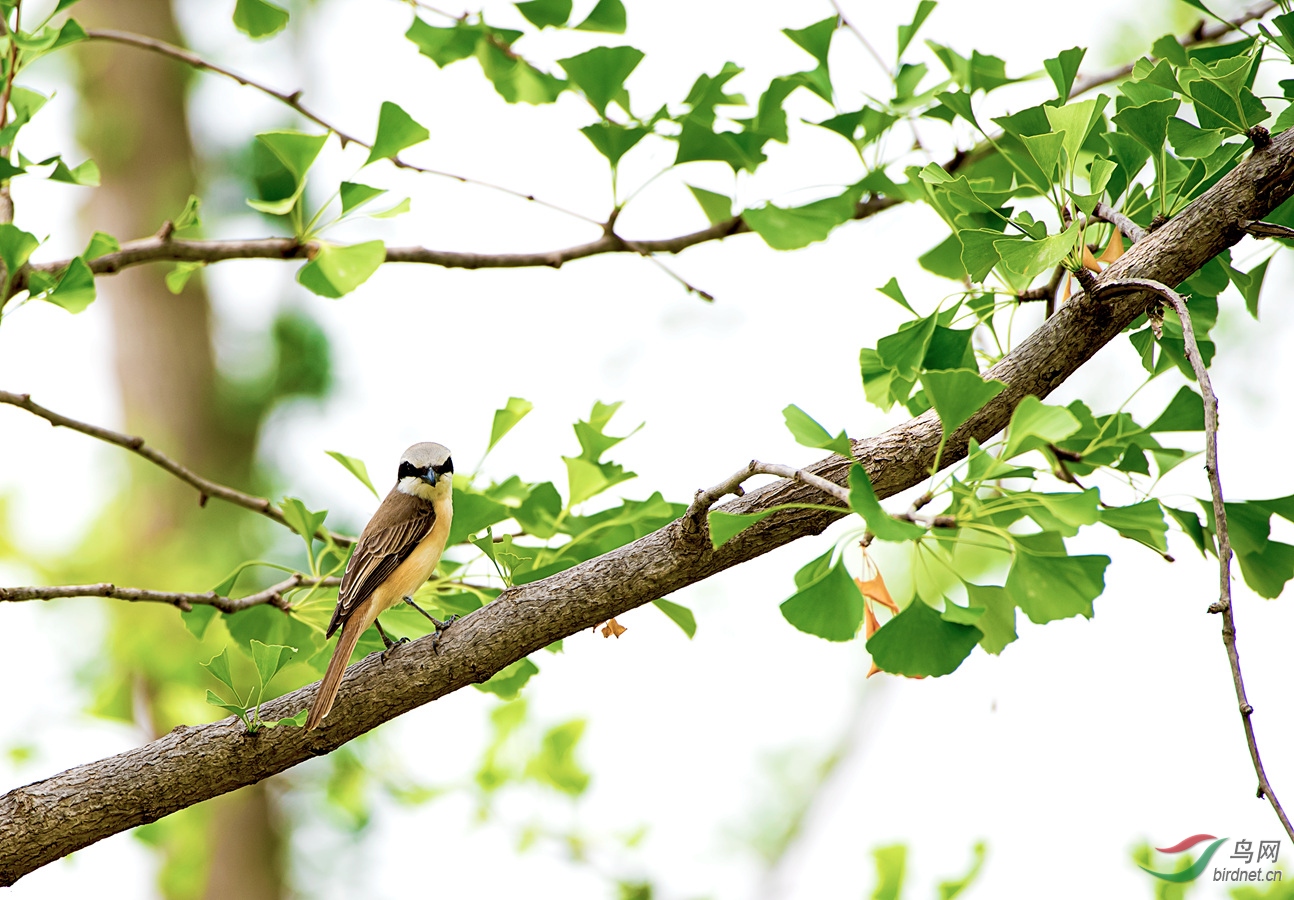 ��β����