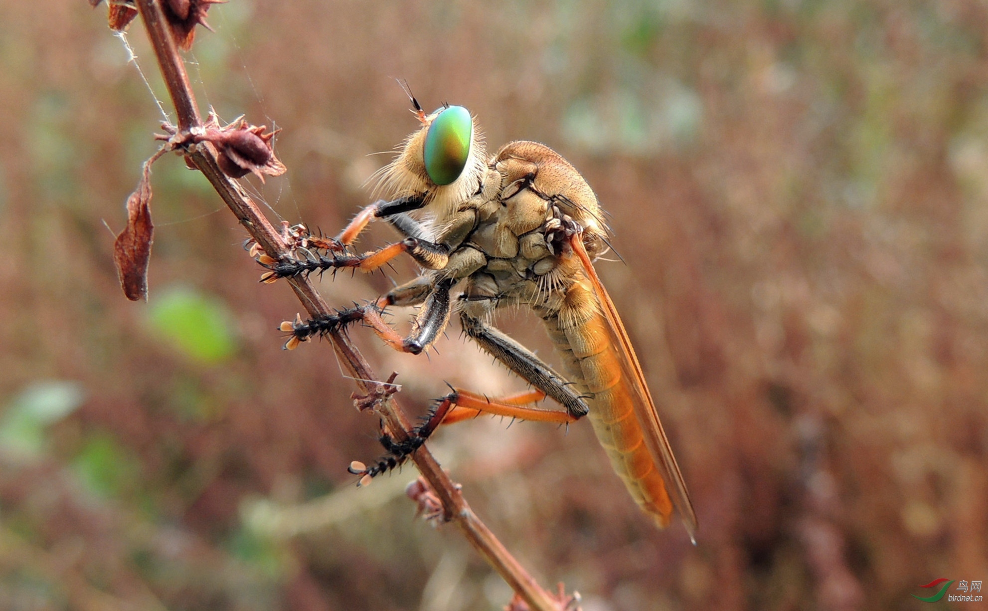 昆虫大绿青蜂中华单羽食蝇虻