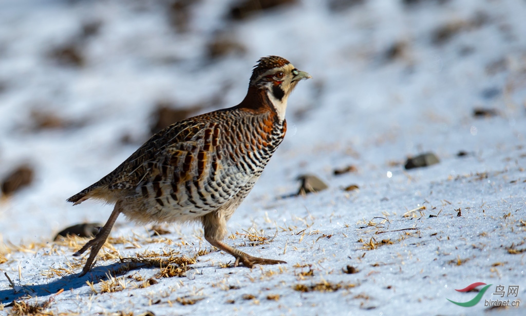 DSC_2070-0.jpg