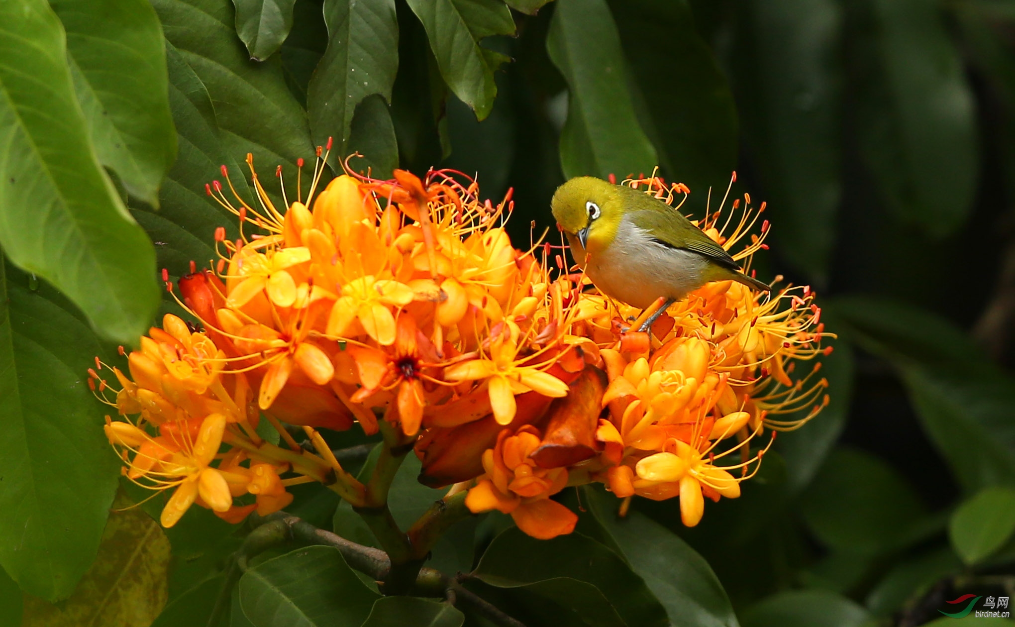 无忧花上绣眼萌