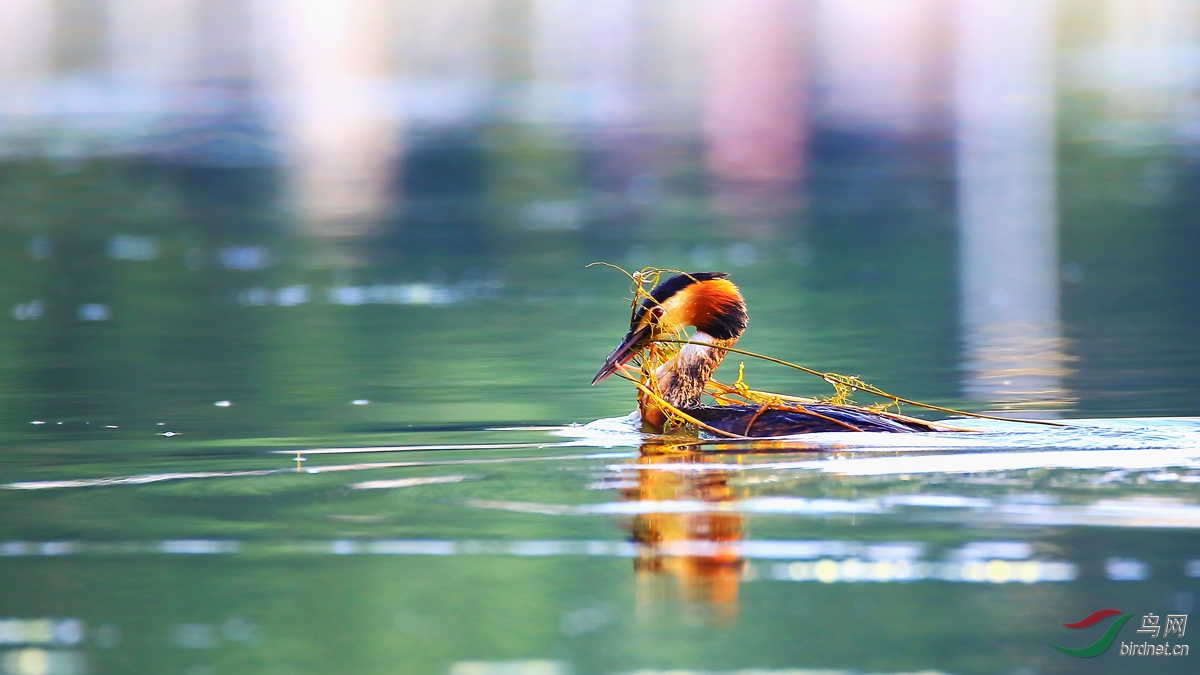 ��ͷ����