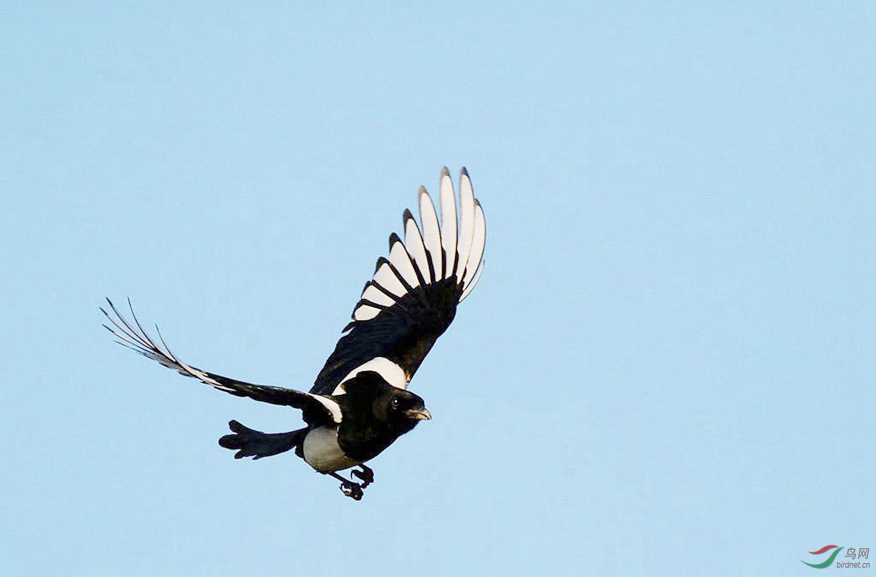 飞翔中的黑喜鹊